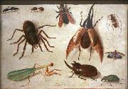 Jan Van Kessel Spiders and insects France oil painting artist